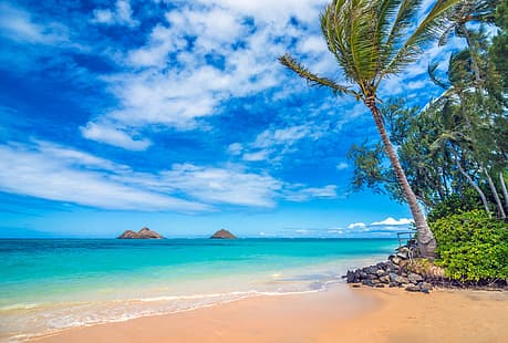 ヤシの木、海、海岸、ハワイ、太平洋、太平洋、ラニカイビーチ、オアフ島、 HDデスクトップの壁紙 HD wallpaper