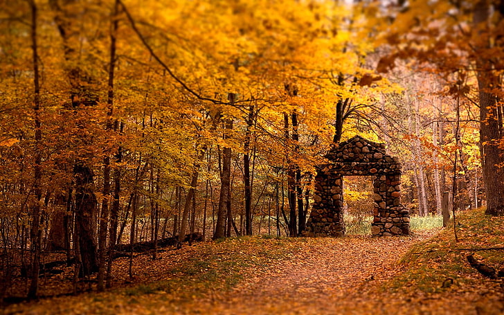 brick gate arch, gold, forest, leaves, lights, trees, nature, ruin, path, yellow, stones, wall, gates, orange, HD wallpaper