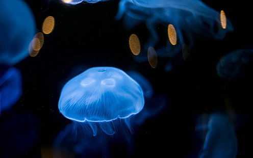 Медузы подводные HD, животные, подводные, медузы, HD обои HD wallpaper