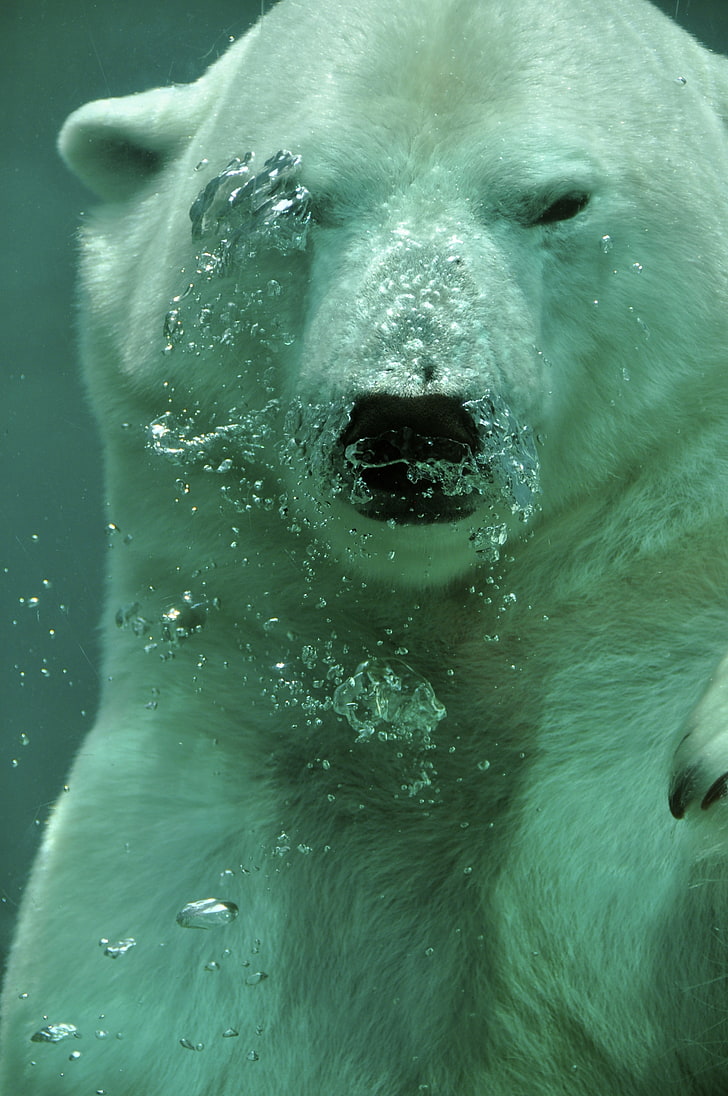 фотография отблизо на бяла мечка под вода, животни, полярни мечки, под вода, HD тапет, тапет за телефон