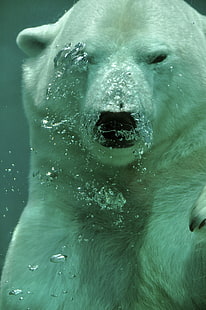 close up photography of polar bear underwater, animals, polar bears, underwater, HD wallpaper HD wallpaper