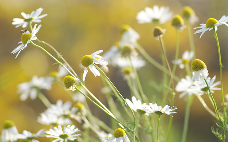 Flowers close-up, daisies, white petals, Flowers, Daisies, White, Petals, HD wallpaper
