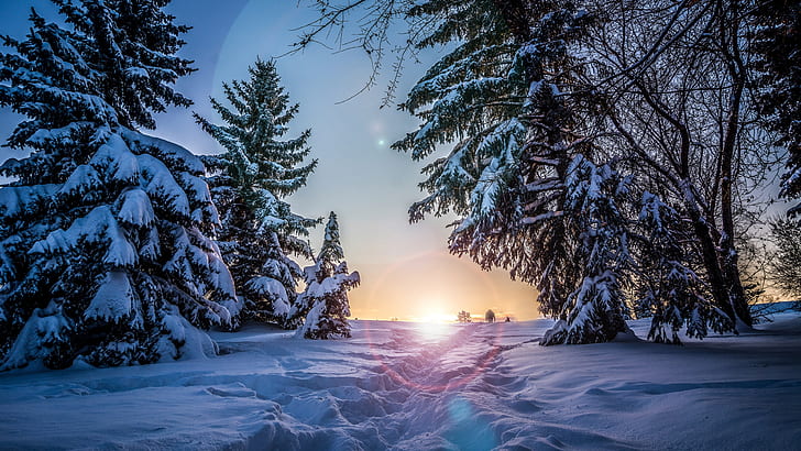 зимен пейзаж, слънчева светлина, снежна, зима, сняг, семейство от борове, сутрин, HD тапет