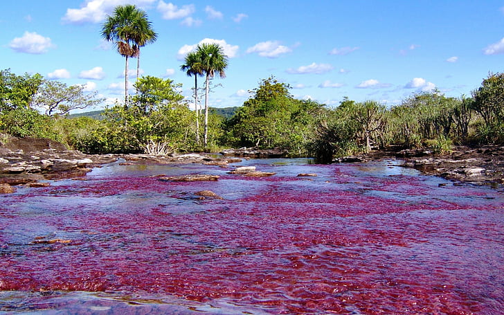 cano cristales, Tapety HD