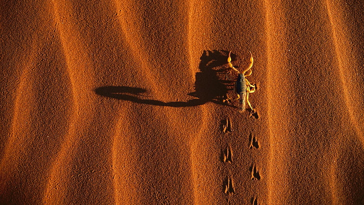 animals, Birds Eye View, Desert, Dune, nature, sand, Scorpions, shadow, HD wallpaper