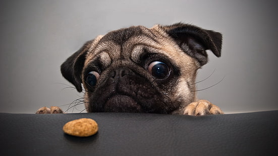 fawn pug puppy, pug, dog, face, sadness, cookies, HD wallpaper HD wallpaper