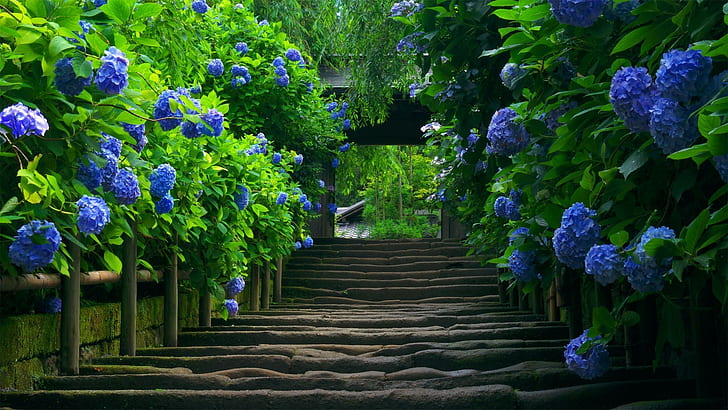 staircase hydrangea leaves flowers blue flowers, HD wallpaper