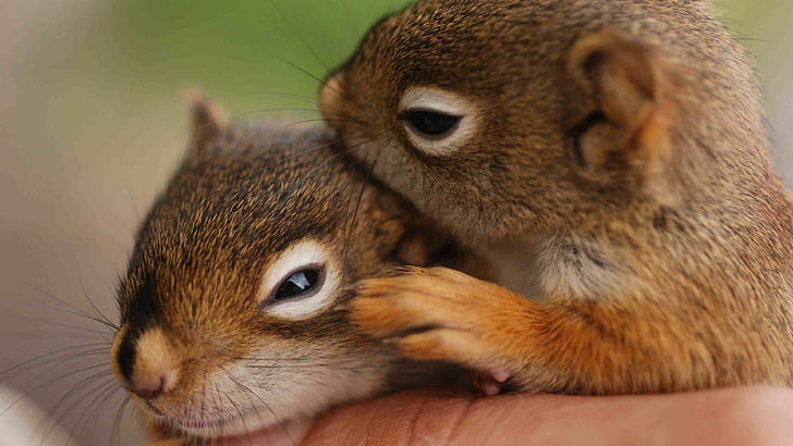 cute, baby, squirrel, squirrels, HD wallpaper