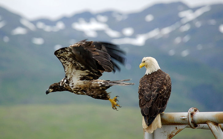 brown and white bald eagle, eagle, falcon, bird, predator, flying, sky, HD wallpaper