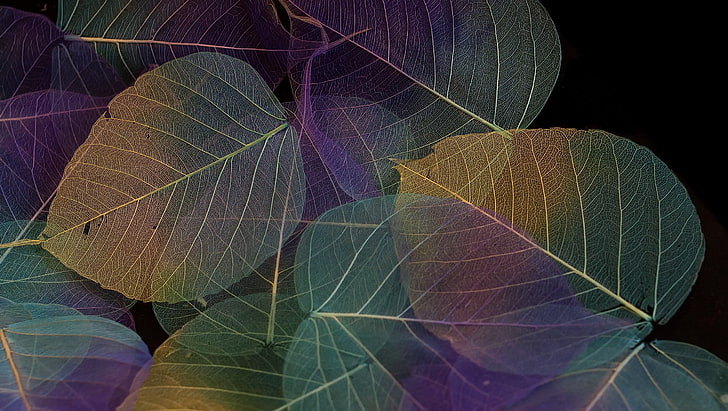 зеленые, коричневые и фиолетовые листовые обои, листья, фон, цвет, текстура, HD обои