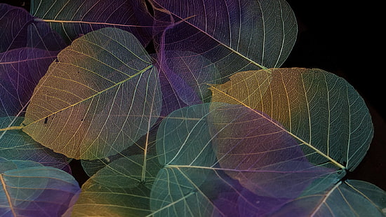 papier peint feuille verte, brune et violette, feuilles, fond, couleur, texture, Fond d'écran HD HD wallpaper