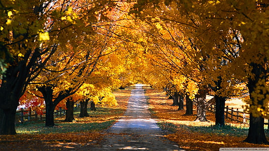 природа, ноябрь, осень, клен, осень, сезон, листья, лес, лист, желтый, дерево, листва, октябрь, оранжевый, пейзаж, завод, деревья, парк, красочный, шаблон, дизайн, дуб, золотой, цвет, сезонный,естественный, филиал, свет, цветочный, текстура, аллея, сад, золото, коричневый, цветок, яркий, сцена, искусство, на открытом воздухе, весна, HD обои HD wallpaper