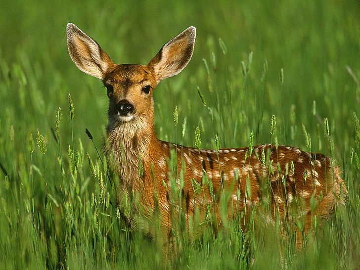 Mule Deer Fawn, brown deer, Animals, Deer, grass, green, baby, HD wallpaper