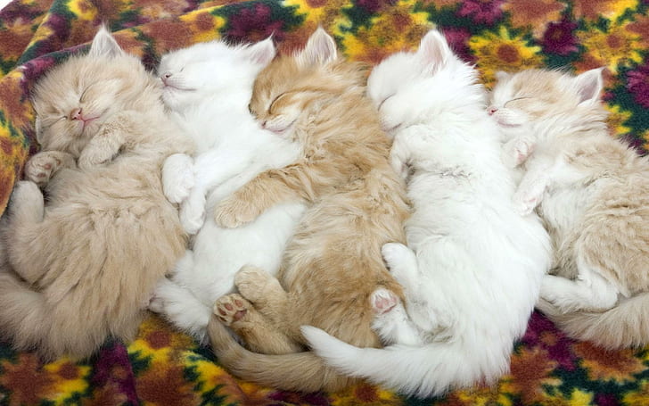 Cinque gatti assonnati, gatti, marrone, bianco, assonnato, cinque, animali, Sfondo HD