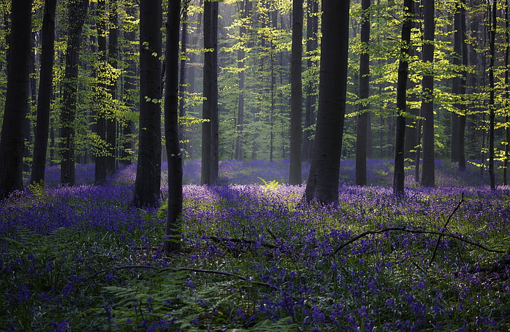 4k, 5K, Halle, forest, spring, bluebell, Belgium, sunlight, HD wallpaper