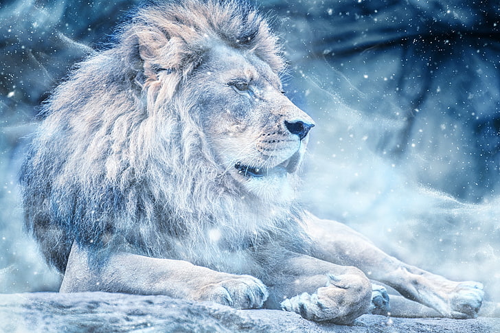 лъв, сняг, голяма котка, цар на звярите, HD тапет