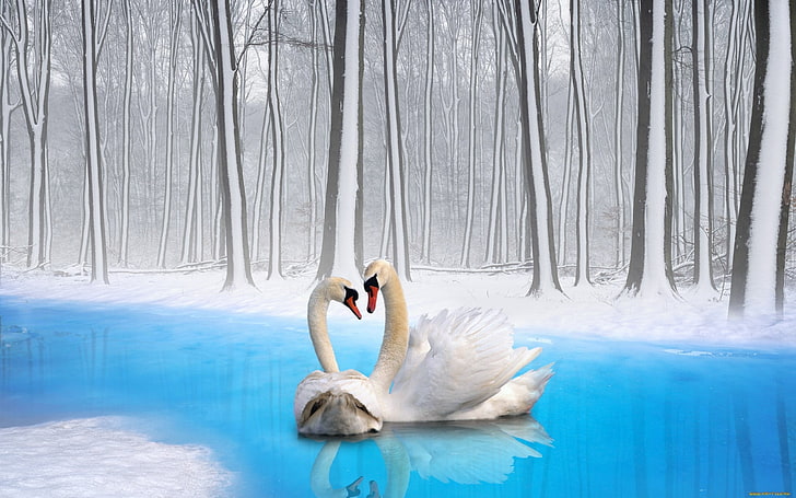 papel de parede de duas cisnes brancas, cisnes, casal, pássaros, lealdade, HD papel de parede