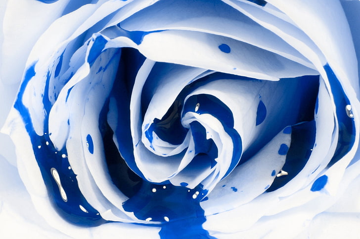 Blood Blue Rose Bleeding Blue Nature Flowers HD Art, niebieski, fotografia, kwiat, biel, krew, róża, Tapety HD