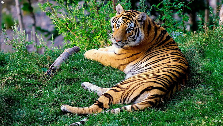 harimau, kucing, binatang, harimau, Wallpaper HD