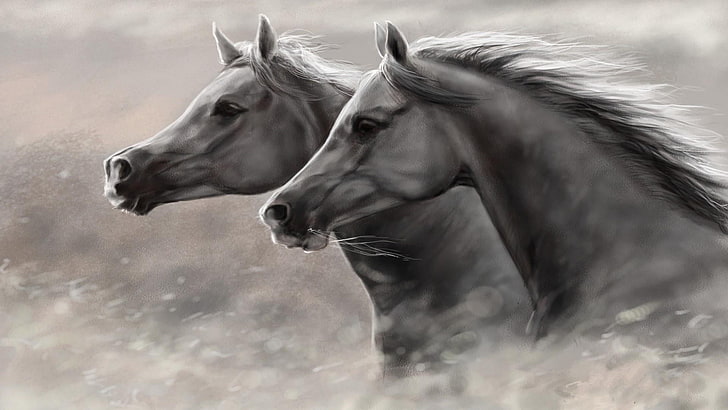 pferd, mähne, schwarz und weiß, mustangpferd, grafik, hengst, künstlerisch, tierwelt, HD-Hintergrundbild