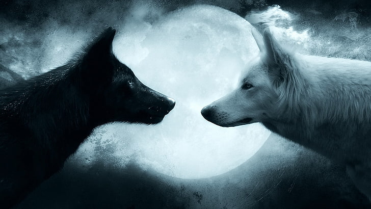 carta da parati due lupi bianchi e neri, lupo, coppia, Sfondo HD