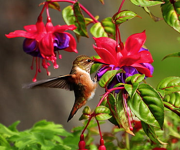 hojas, flores, naturaleza, colibrí, pájaro, fucsia, Fondo de pantalla HD HD wallpaper