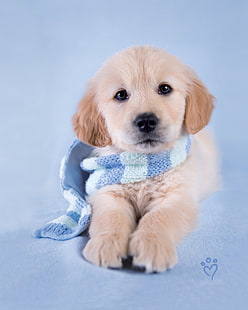 golden retriever puppy, dog, HD wallpaper HD wallpaper