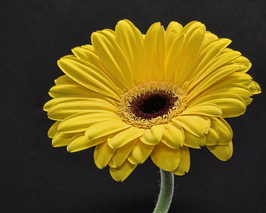 gelbe sonnenblume, gänseblümchen, gelb, sonnenblume, gerber, natur, gerbera Gänseblümchen, Blume, Pflanze, Blütenblatt, Nahaufnahme, einzelne Blume, Sommer, HD-Hintergrundbild HD wallpaper