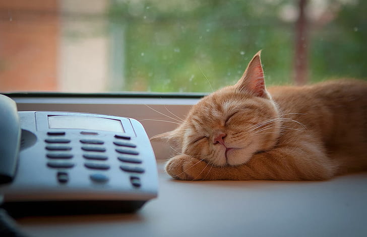 猫、電話、睡眠、窓枠、待っています、 HDデスクトップの壁紙