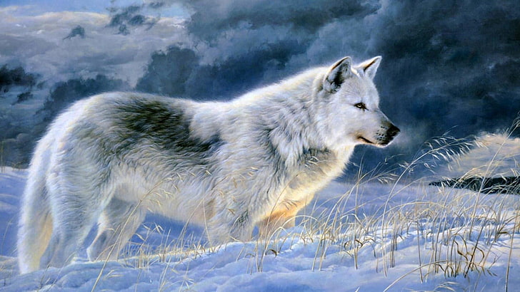 gray wolf, beautiful, cute, snow, painting, art, wolf, HD wallpaper