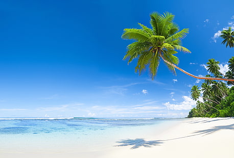 green leaf coconut tree, sea, beach, nature, tropics, palm trees, shadow, coconuts, HD wallpaper HD wallpaper