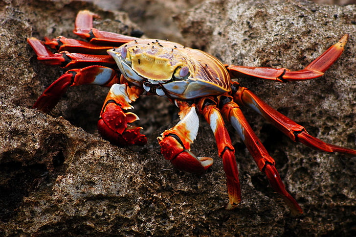 crab, ecuador, galapagos, nature, wildlife, HD wallpaper
