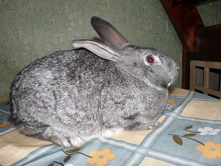 gray rabbit, rabbit, table, hair, large, HD wallpaper