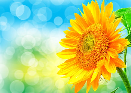 żółty słonecznik wektor, światło, natura, słonecznik, płatki, Blik, Tapety HD HD wallpaper