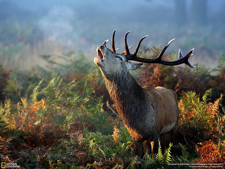가을 전화 내셔널 지오그래픽 배경 화면, 갈색 사슴, HD 배경 화면