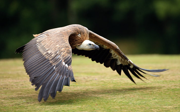 brown and white vulture, birds, prey, wings, grass, HD wallpaper