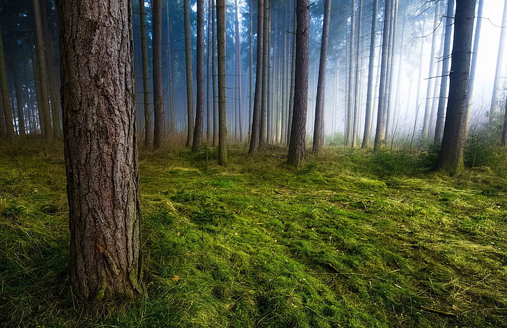 гора, мъгла, гора, трева, дървета, сутрин, слънчева светлина, зелено, природа, пейзаж, HDR, мъх, HD тапет