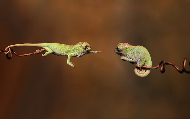 animals, chameleons, reptiles, branch, HD wallpaper