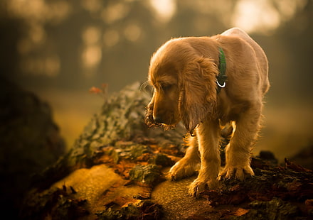 สุนัขสีน้ำตาลเคลือบสั้นสัตว์สุนัขระยะชัดลึก, วอลล์เปเปอร์ HD HD wallpaper