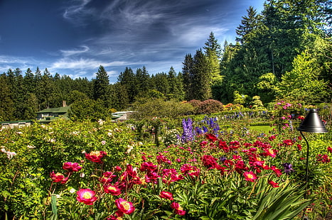 Fiori, giardino, verde, cielo, nuvole, facilità, lampada, brillantemente, flora, Sfondo HD HD wallpaper