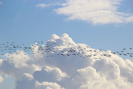 Птицы, птицы, облака, стая птиц, небо, HD обои HD wallpaper