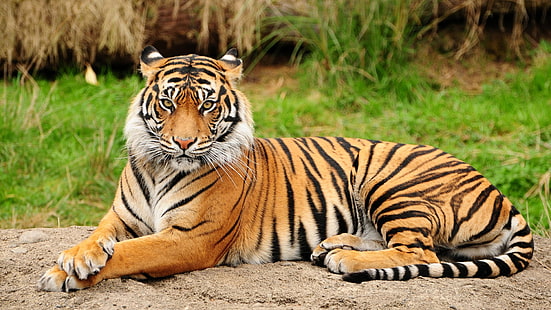 оранжев тигър, тигър, животни, бозайници, големи котки, HD тапет HD wallpaper