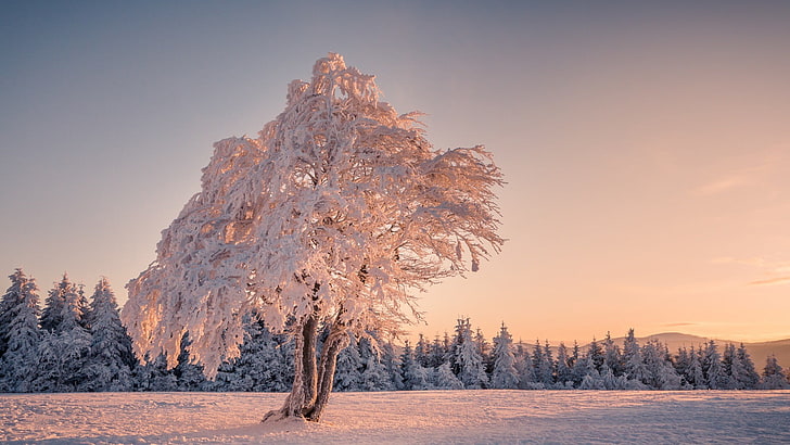 белое и коричневое дерево, деревья, зима, снег, пейзаж, горы, Германия, HD обои