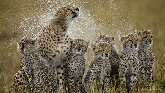 Shaking Rain, Cheetahs, Masai Mara, Kenya, Animals, HD wallpaper HD wallpaper
