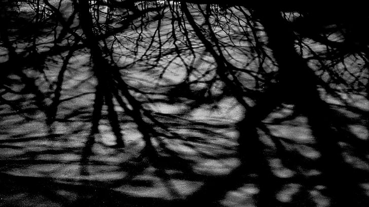 어두운 나무, HD 배경 화면