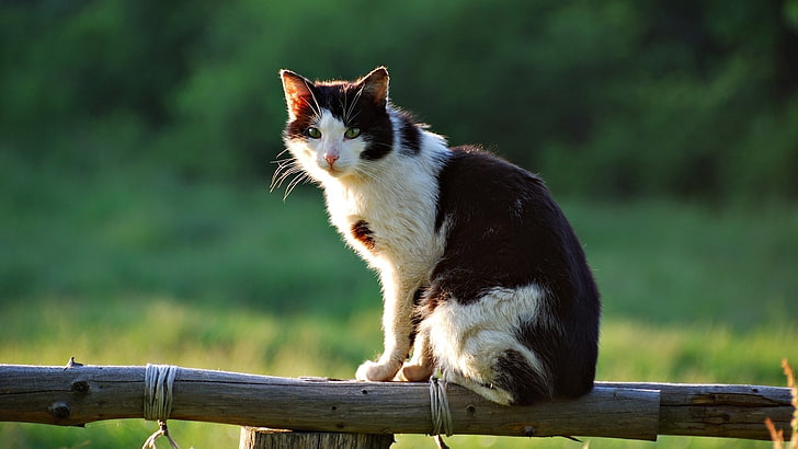 gatto bianco e nero, gatto, sdraiato, seduto, recinto, Sfondo HD