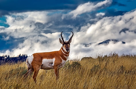 Pronghorn Antilop, Hayvanlar, Vahşi, Doğa, Güzel, Peyzaj, Alan, Bitkiler, Wyoming, Hayvan, Açık Havada, Bulutlar, Kırsal, Yellowstone, Wilderness, Antilop, HD masaüstü duvar kağıdı HD wallpaper