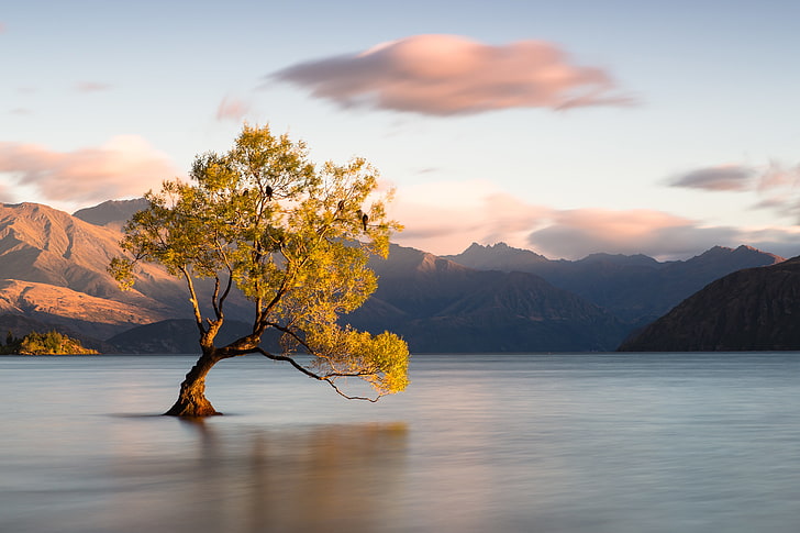 landscape painting, clouds, mountains, birds, lake, tree, New Zealand, Otago, Wanaka, HD wallpaper