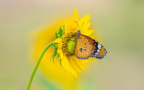 Пеперуда от насекоми тигър на жълт цвят от слънчоглед 4k Ultra Hd Tv тапет за настолен лаптоп таблет и мобилни телефони 3840 × 2400, HD тапет HD wallpaper