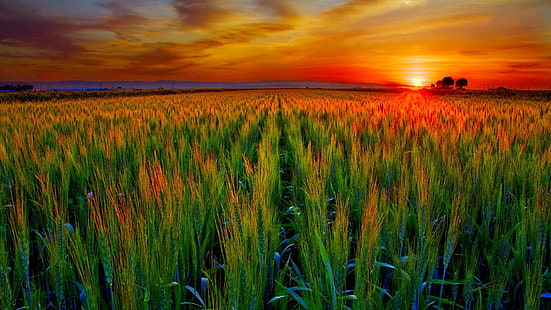 nature, wheat, field, cereal, syrup, agriculture, rural, farm, grain, summer, plant, landscape, sky, grass, land, harvest, meadow, corn, country, countryside, straw, season, farming, cloud, crop, seed, growth, grow, spring, sunny, natural, sun, rye, barley, yellow, farmland, bread, horizon, environment, clouds, HD wallpaper HD wallpaper